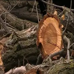 Valley Tree Removal Boca Raton FL