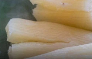 The ‘World’s Deadliest Food’: Cassava’s Dual Nature as Both Lifeline and Threat