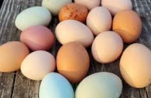 The Truth About Fresh Eggs
