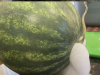 If Your Watermelon Starts to Look Like This, Get Rid of It Immediately