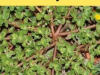 8 Reasons To Leave A Purslane Weed Growing