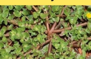 8 Reasons To Leave A Purslane Weed Growing