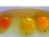 How to Tell If an Egg Came from a Healthy Chicken: 6 Signs of Superior Quality