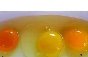 How to Tell If an Egg Came from a Healthy Chicken: 6 Signs of Superior Quality