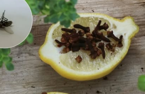 The Healing Power of Clove and Lemon: A Natural Duo for Health and a Happier Home