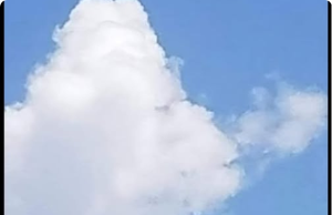 What Do You See: A Fish or a Plane?