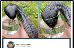 When Animal Control Realizes Why, They Say, “You Got Lucky!”