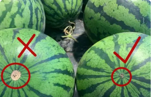 Tips for Choosing the Perfect Watermelon