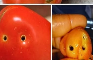 The Truth Behind Holes in Tomatoes: