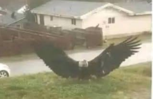 Giant Eagle Captured in Brownsville, Texas