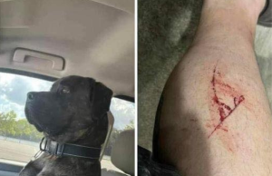 “Ruger: My Four-Legged Hero”