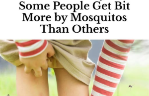 Here’s Why Some People Get Bit More by Mosquitoes Than Others