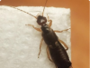 How To Get Rid Of Earwigs With One Simple Ingredient