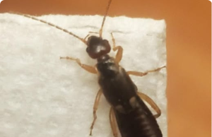 How To Get Rid Of Earwigs With One Simple Ingredient