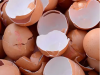 Don’t Throw Them Away Anymore: How to Use Eggshells for Your Health and Your Plants