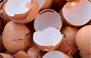 Don’t Throw Them Away Anymore: How to Use Eggshells for Your Health and Your Plants