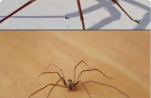 Be Careful! This Spider Will Harm You With Just One Bite
