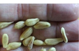 Don’t Throw Away Lemon Seeds! They’re Worth Their Weight in Gold When Used Correctly