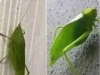 Insect Messaging: The Leaf Hopper’s Silent Call to Nature