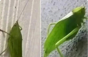 Insect Messaging: The Leaf Hopper’s Silent Call to Nature