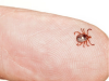 My First Encounter with the Lone Star Tick β A Backyard Horror Story You Need to Hear