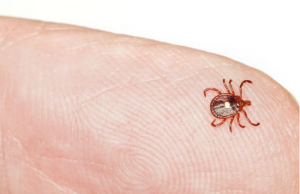 My First Encounter with the Lone Star Tick — A Backyard Horror Story You Need to Hear