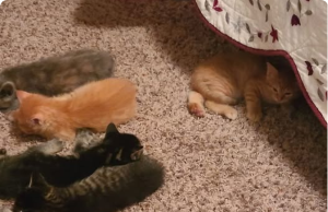 The Most Effective Way to Get Rid of Urine Odors — A Mom’s Tried-and-True Solution