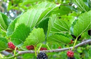 This Plant Is Everywhere — But You Had No Idea It Can Treat Tumors, Diabetes, and High Blood Pressure