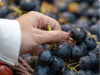 Is Trying a Grape (Or Two) Before Buying Sampling or Stealing? Grocery Store Employees Weigh In