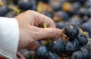 Is Trying a Grape (Or Two) Before Buying Sampling or Stealing? Grocery Store Employees Weigh In