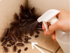 Do you have a cockroach infestation? Eliminate their nests right now!