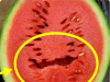 Why You Should Throw Away a Watermelon If It Looks Like This Inside