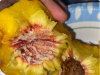 White Stuff on Your Peach Pit – What Does It Mean?