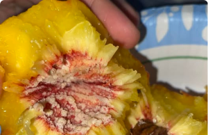 White Stuff on Your Peach Pit – What Does It Mean?