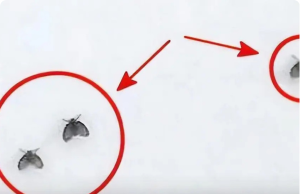 Tips for Getting Rid of Small Insects in the Bathroom — Naturally and Effectively