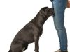 If Your Dog Is Sniffing Your Genital Area, Here’s What It Means