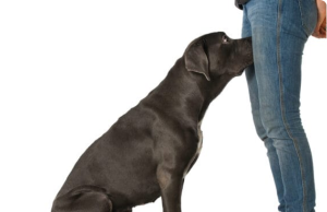 If Your Dog Is Sniffing Your Genital Area, Here’s What It Means