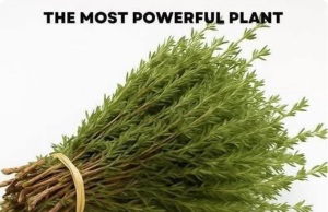 The Most Potent Herb That Destroys Parasites, Urinary Tract Infections, and More: Nature’s Antibiotic Uncovered