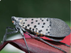 If You Ever Spot This Insect, Get Rid of It Immediately! – The Spotted Lanternfly Is a Silent Killer