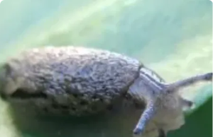 When a Slug Visits Your House, It Means You Have… a Thriving, Healthy Ecosystem