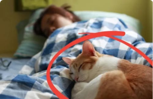 Do You Sleep with Your Cat? This Is the Worst Disease You Could Unknowingly Catch