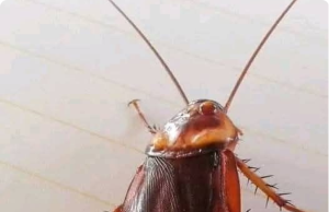 Did you know that if these arrive at your house it is a SIGN that…