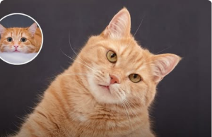 Ever Noticed How Most Ginger Cats Seem to Be Boys? Here’s the Genetic Secret Behind the Orange Fur