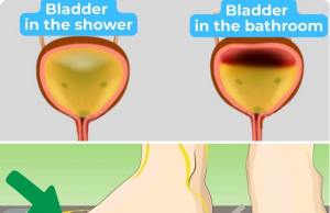 Urinating in the Shower: You Should Know That It Might …