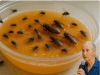 Apply This Trick at Home: There Will Be No More Flies or Cockroaches After an Hour