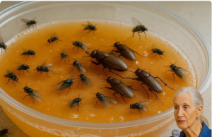 Apply This Trick at Home: There Will Be No More Flies or Cockroaches After an Hour