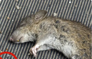 Just Combine These Two Ingredients to Keep Rats and Cockroaches Out of Your Home — A Natural Pest Control Hack