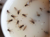 Put This Mixture in Your Kitchen & Get Rid of Flies, Mosquitoes, and Other Bugs — Naturally!