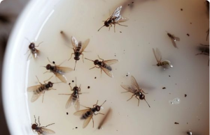 Put This Mixture in Your Kitchen & Get Rid of Flies, Mosquitoes, and Other Bugs — Naturally!