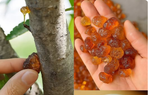 This Resin Is Very Expensive Because It’s Extremely Resistant — And It Has Surprising Health Benefits Most People Don’t Know About